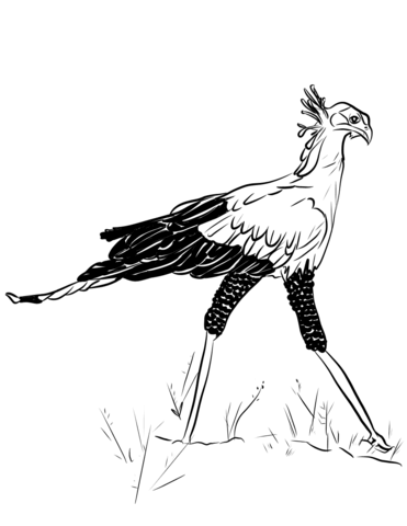 Secretary Bird Coloring Page